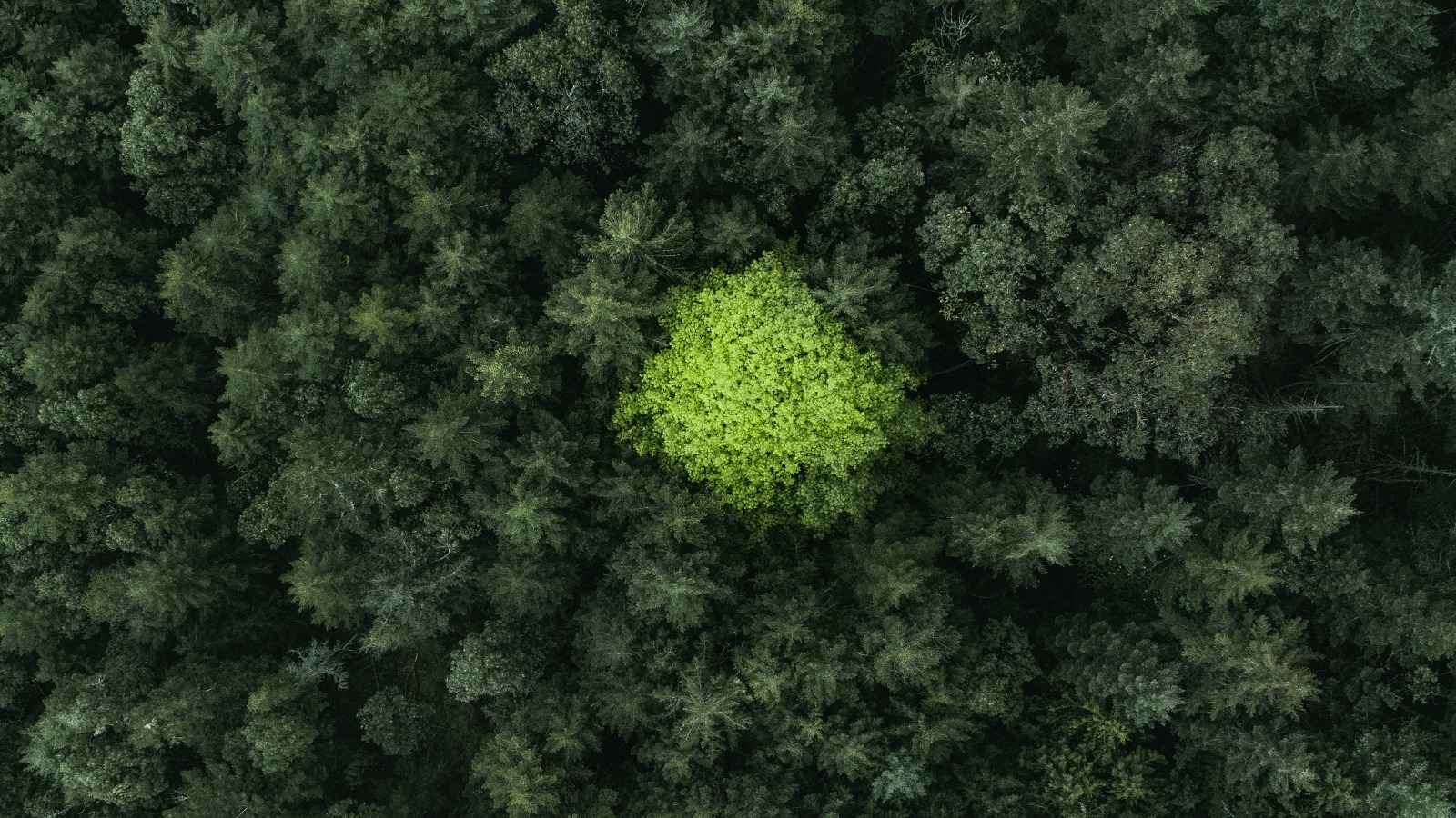 Manual de Estrategias para la Naturaleza: cómo transformar las metas en planes de acción banner principal