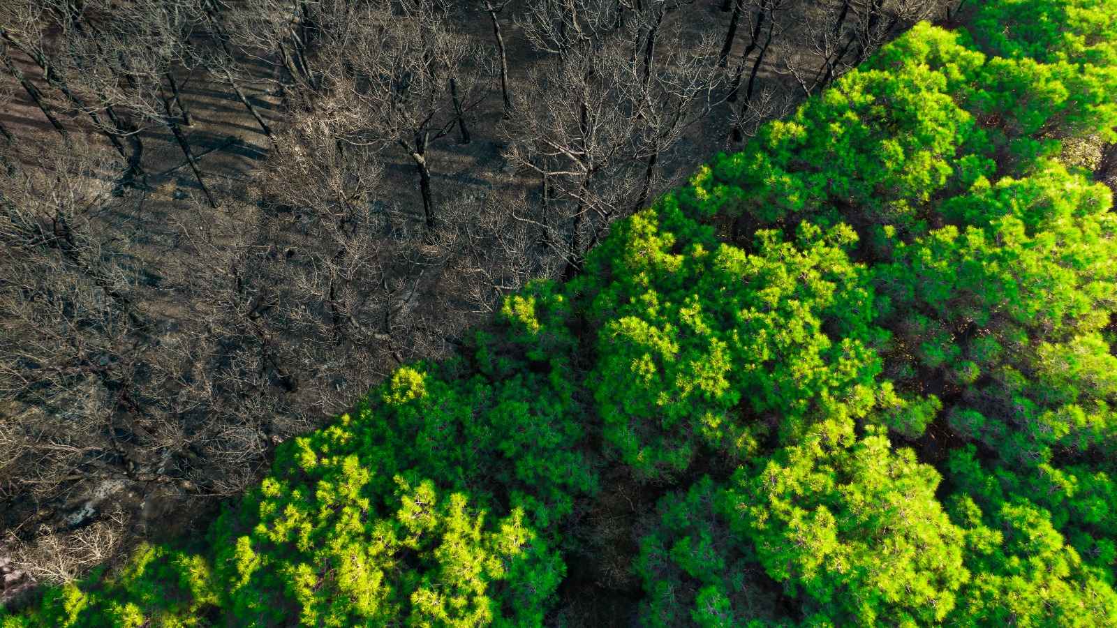 Negocios por la vida: desarrollo humano y conservación de la naturaleza    El rol del sector privado en América Latina  